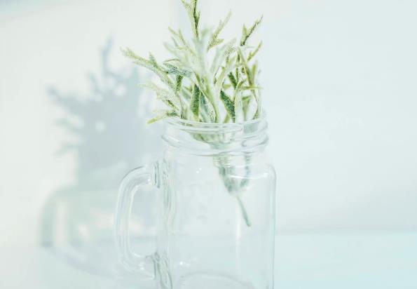 植物屏风有哪些风水 植物屏风的风水妙用有什么