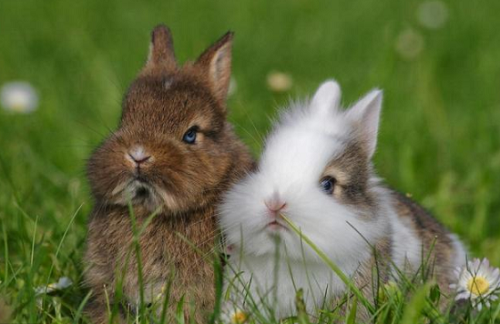 属兔人配什么属相最好 属兔的跟哪个属相相克