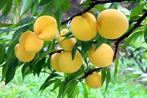黄桃的功效与作用是什么 黄桃的四大营养价值是什么